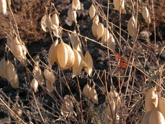 Astragalus asymmetricus