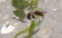 Parachaetodon ocellatus