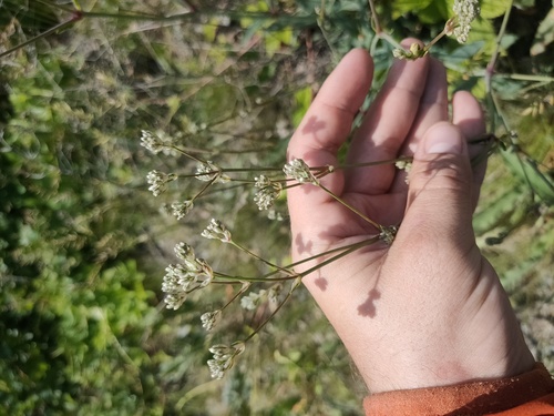Gypsophila altissima (Gypsophila altissima)