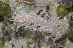 Veretillidae