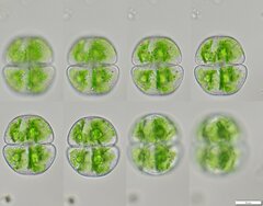 Staurastrum orbiculare