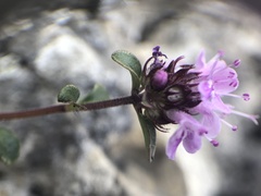 Thymus praecox polytrichus