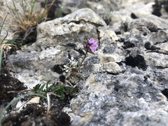Thymus praecox polytrichus