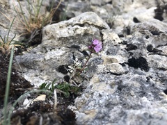 Thymus praecox polytrichus