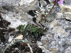 Thymus praecox polytrichus