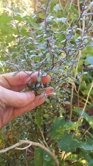 Corokia cotoneaster