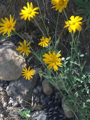 Helenium bigelovii