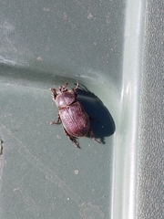 Oxygrylius ruginasus