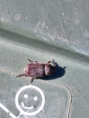 Oxygrylius ruginasus