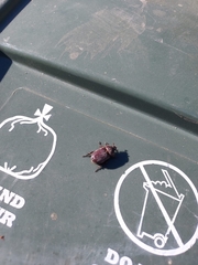 Oxygrylius ruginasus