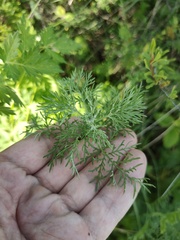 Artemisia abrotanum