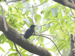 Myophonus horsfieldii