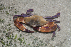 Charybdis hellerii