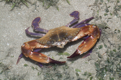 Charybdis hellerii