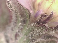 Symphyotrichum yukonense