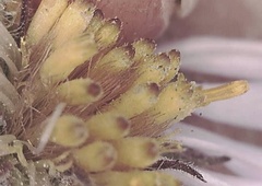 Symphyotrichum yukonense