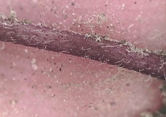 Symphyotrichum yukonense