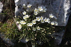 Cherleria capillacea