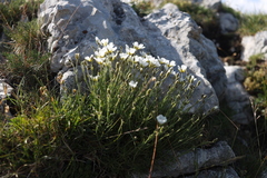 Cherleria capillacea