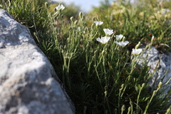 Cherleria capillacea