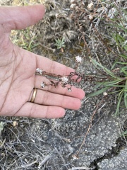 Symphyotrichum yukonense