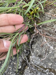 Symphyotrichum yukonense