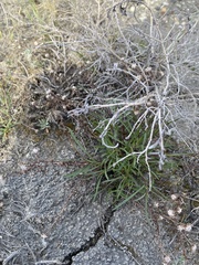 Symphyotrichum yukonense