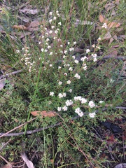 Cryptandra tomentosa