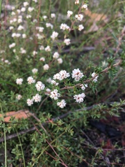 Cryptandra tomentosa