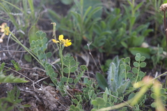 Coronilla vaginalis