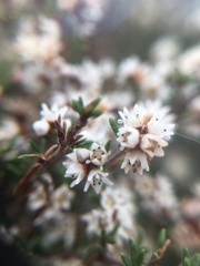 Cryptandra tomentosa