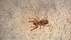Solifugae