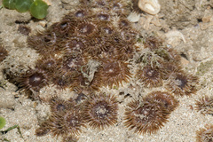 Mesactinia ganensis image