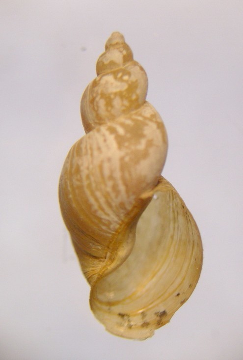 Golden Fossaria