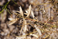 Astragalus bernardinus