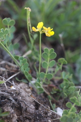 Coronilla vaginalis