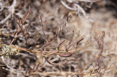 Astragalus bernardinus