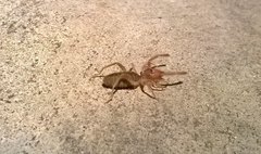 Solifugae