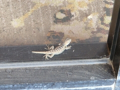 Sceloporus magister
