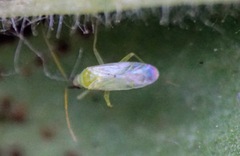 Macrolophus pygmaeus