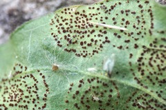 Puccinia arenariae