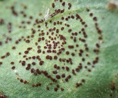 Puccinia arenariae