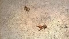 Solifugae