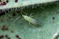 Macrolophus pygmaeus