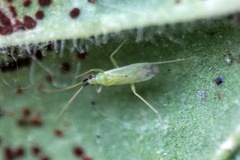 Macrolophus pygmaeus