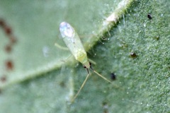 Macrolophus pygmaeus