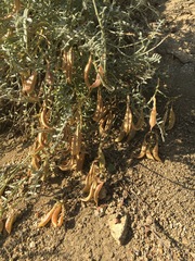 Astragalus bicristatus