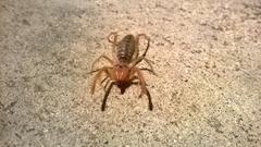 Solifugae
