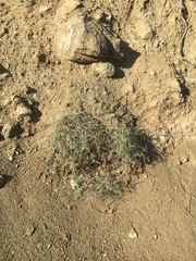 Astragalus bicristatus