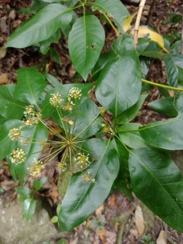 Image of Mackinlaya macrosciadea by no rights reserved